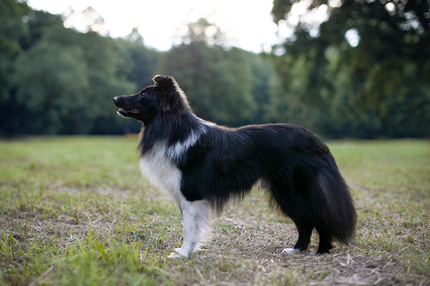 Glorious Black ze Smrčkova dvora